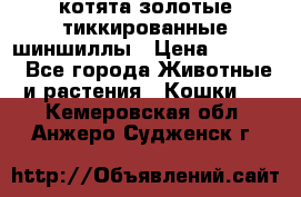 котята золотые тиккированные шиншиллы › Цена ­ 8 000 - Все города Животные и растения » Кошки   . Кемеровская обл.,Анжеро-Судженск г.